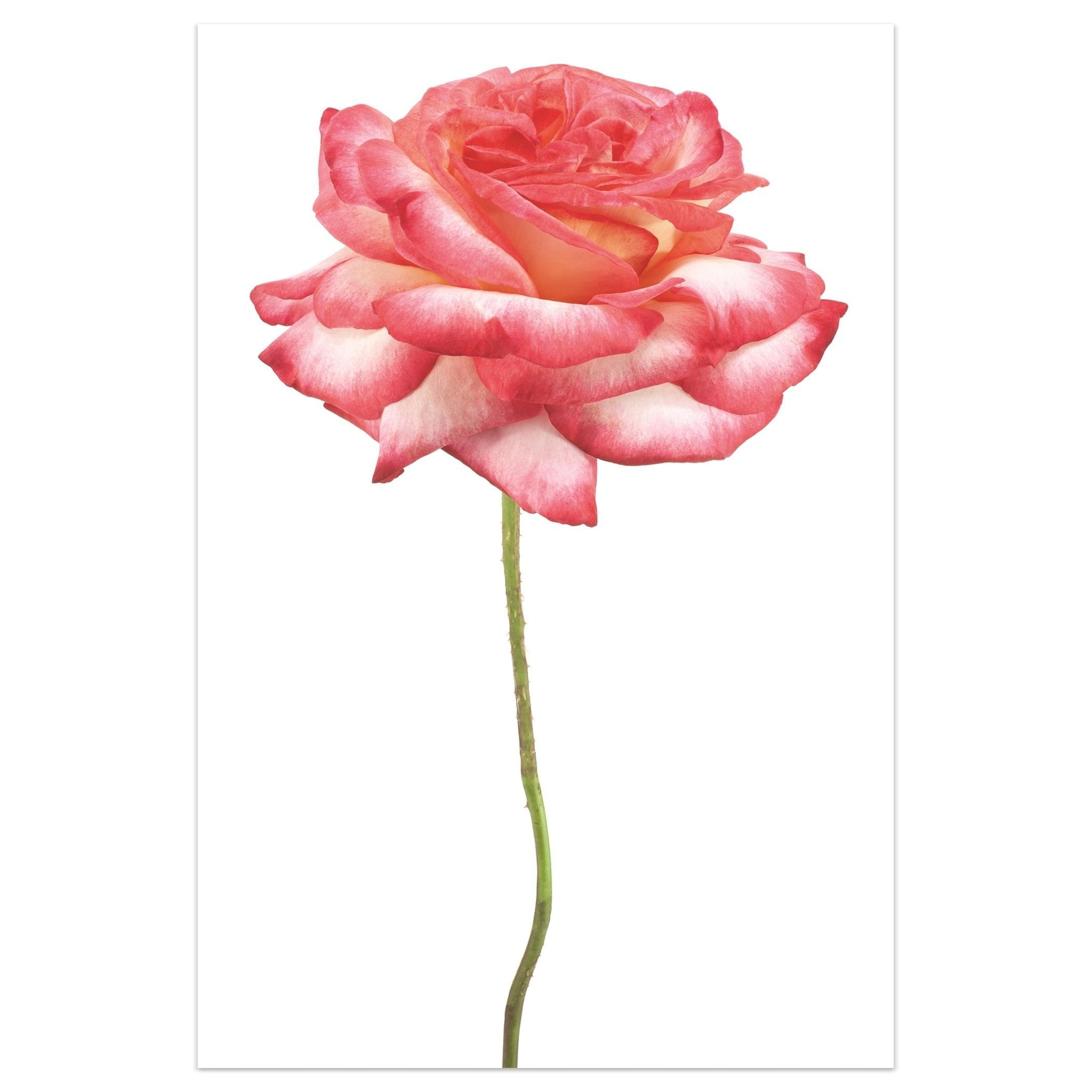 Pink Rose on White Tempered Glass Landscape Wall Art