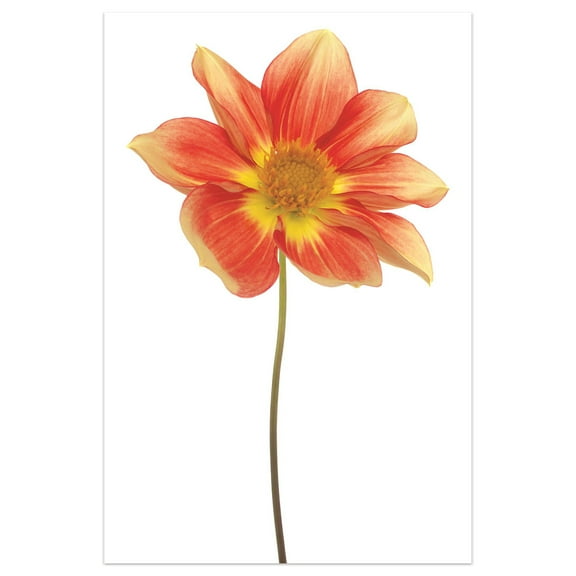 Empire Art Direct Red Yellow Dahlia Frameless Free Floating Tempered Glass Panel Graphic Wall Art, 32" x 48" x 0.2", Ready to Hang