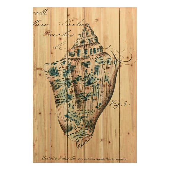 Empire Art Direct Seashell Ephemera 6 Print on Solid Wood Wall Art, 36" x 24", Ready to Hang