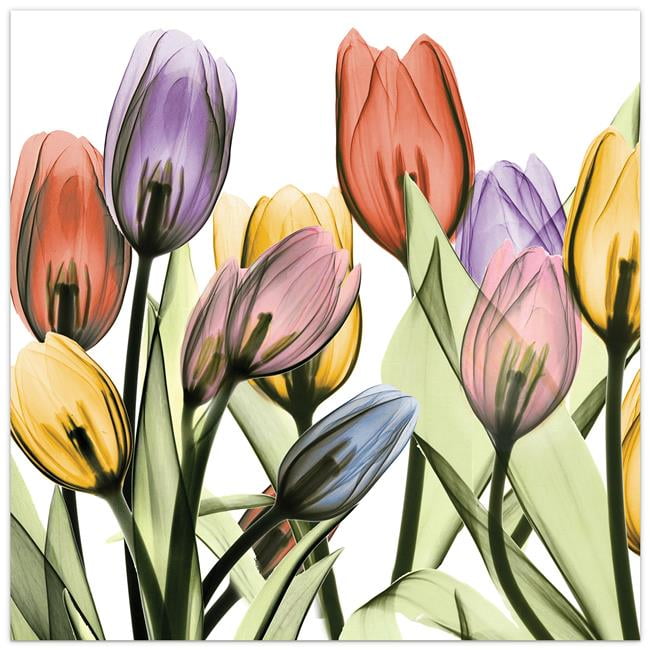 Tulip Scape X-Ray I Colorful Glass Wall Art, 24"