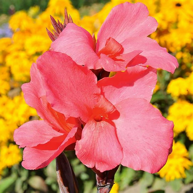 Canna Empire (Canna Lily)