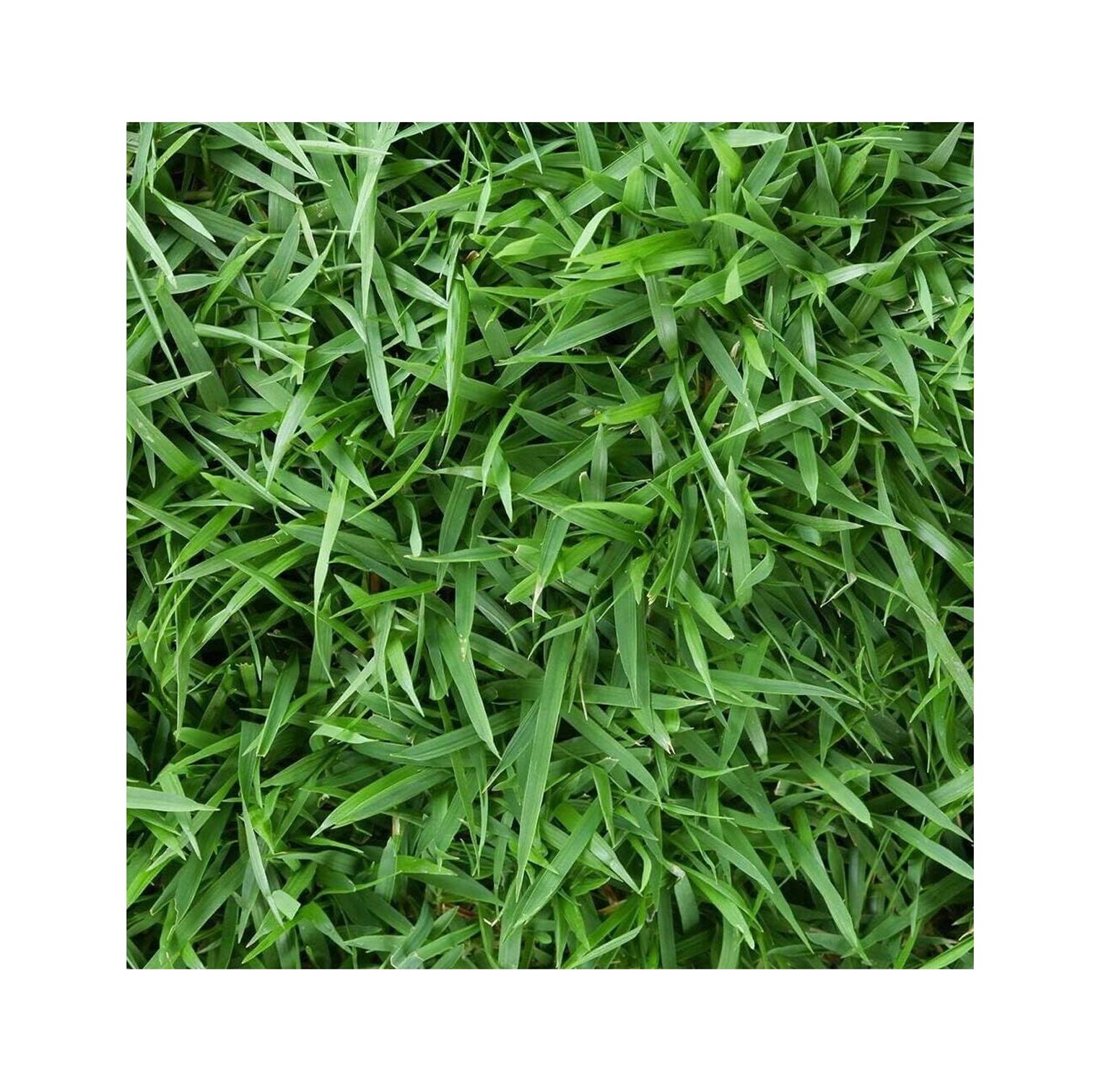 Empire Zoysia Grass Seeds Zoysia Empire Grass Seeds Zoysia Grass Seeds