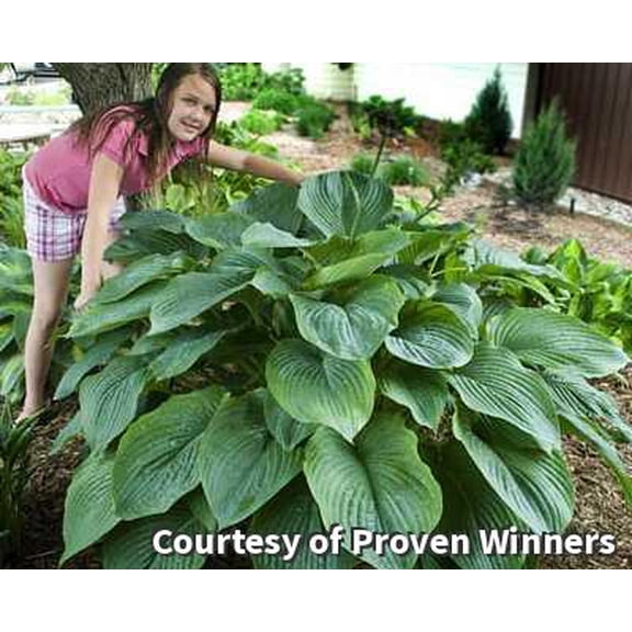 Empress Wu Hosta (Shadowland) - 1 Gallon Perennial