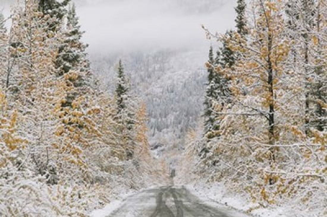 Empty Forest Road McCarthy Alaska Canvas Art - Panoramic Images (19 x 12)