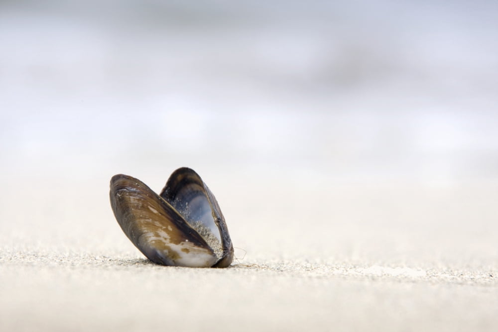 Empty Shell On The Sand Canvas Art - John Short Design Pics (38 x 24)
