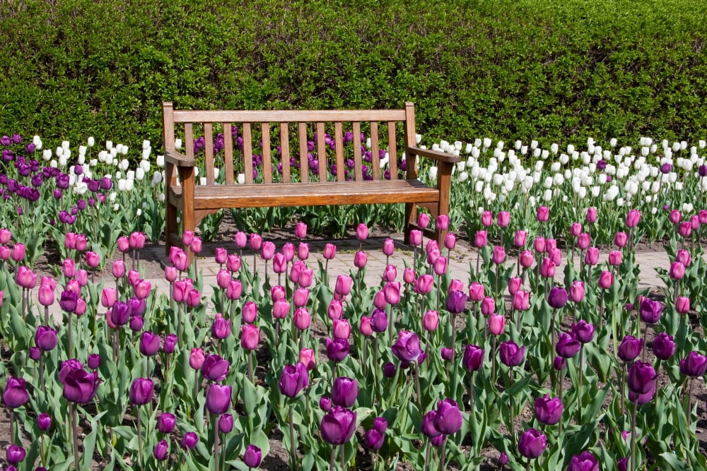 Empty bench in Tulips garden Cantigny Park Wheaton Illinois USA Canvas Art - Panoramic Images (24 x 36)