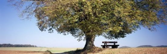 Empty bench under a tree Baden-Wurttemberg Germany Canvas Art - Panoramic Images (36 x 12)