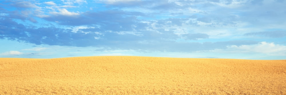 Empty golden field Canvas Art - Panoramic Images (27 x 9)