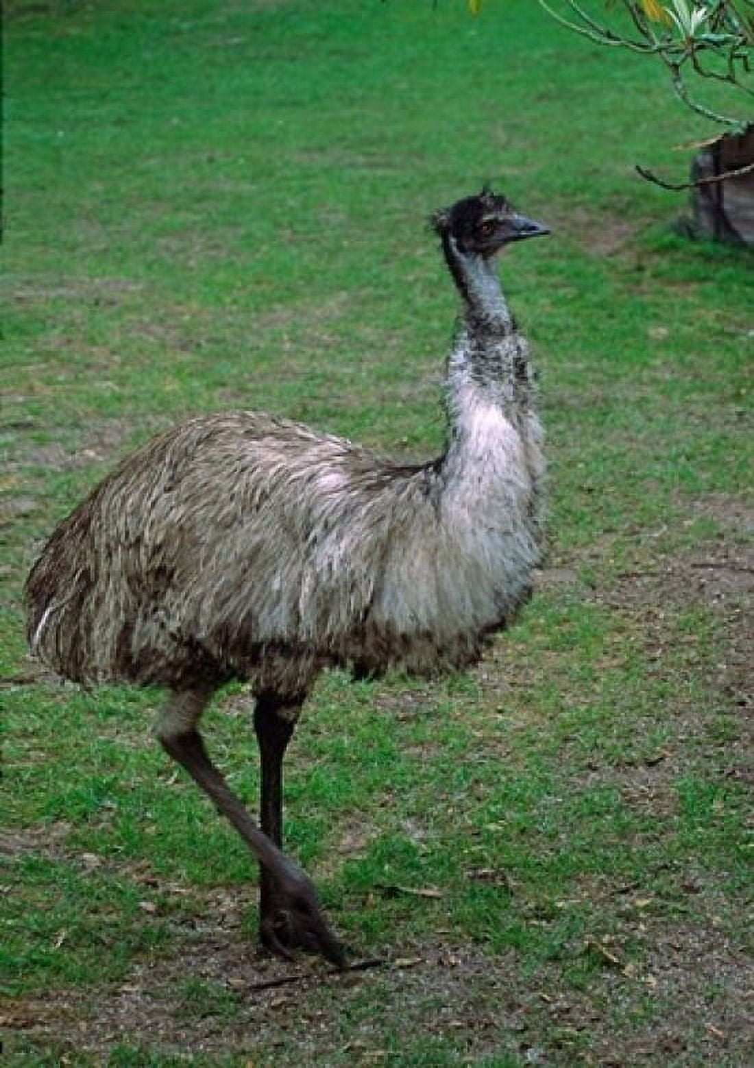 Emu Portrait Australia Canvas Art - Charles Sleicher DanitaDelimont (17 x 24)