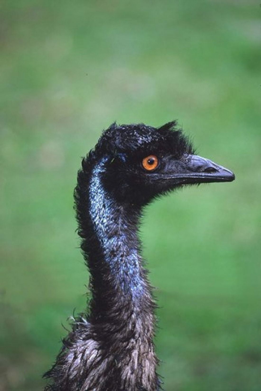 Emu Portrait Australia Canvas Art - Charles Sleicher DanitaDelimont (25 x 38)