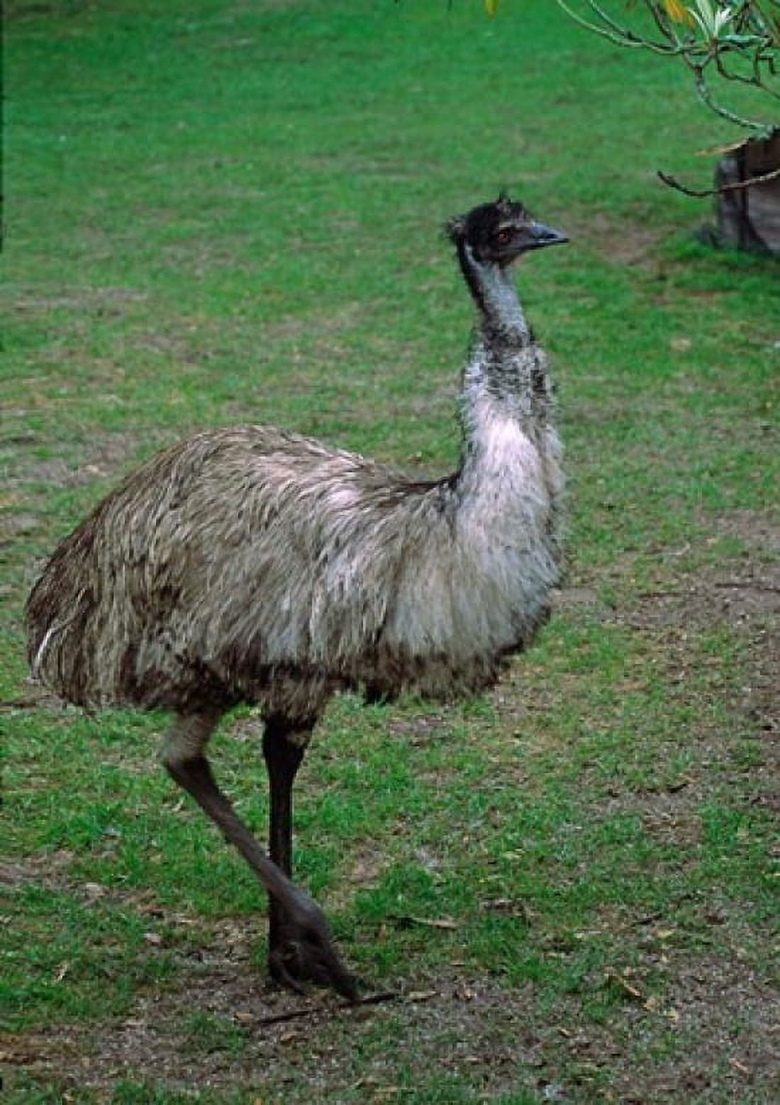 Emu Portrait Australia Canvas Art - Charles Sleicher DanitaDelimont (27 x 38)