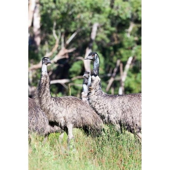 Emu Wildlife Victoria Australia Poster Print by Martin Zwick - 19 x 29 in.