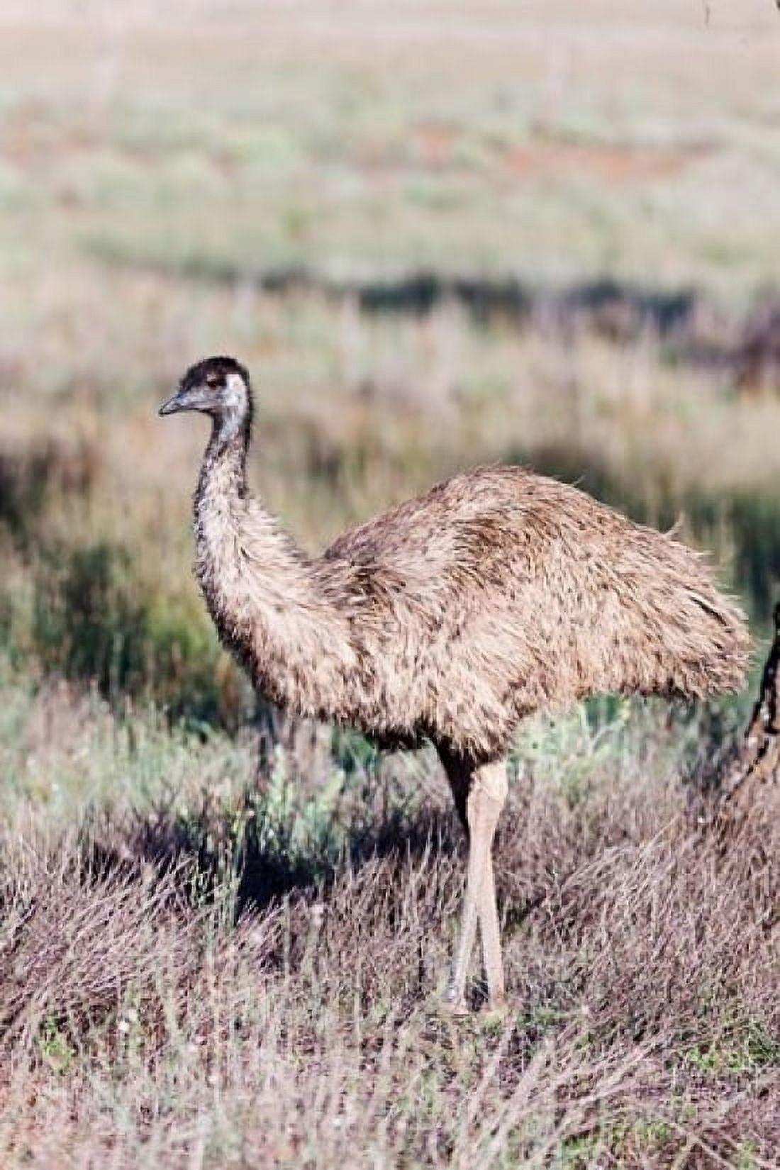 Emu wildlife Australia Canvas Art - Martin Zwick DanitaDelimont (19 x 29)