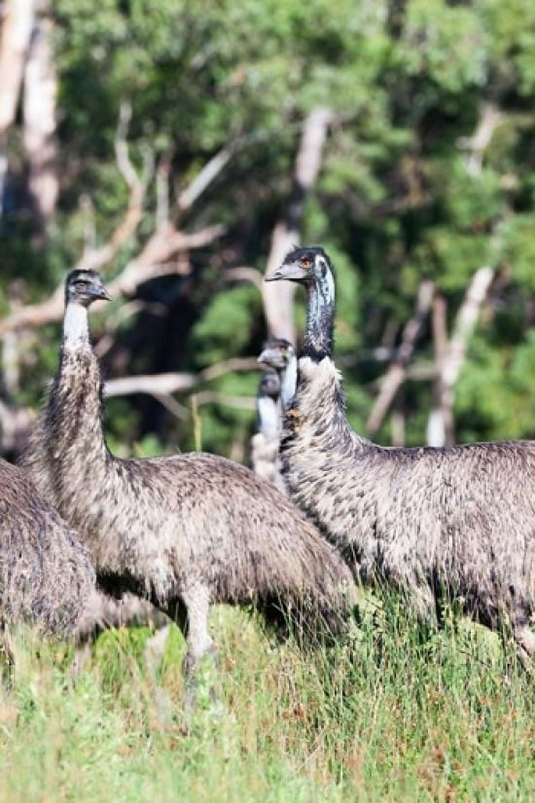 Emu wildlife Victoria Australia Canvas Art - Martin Zwick DanitaDelimont (24 x 36)