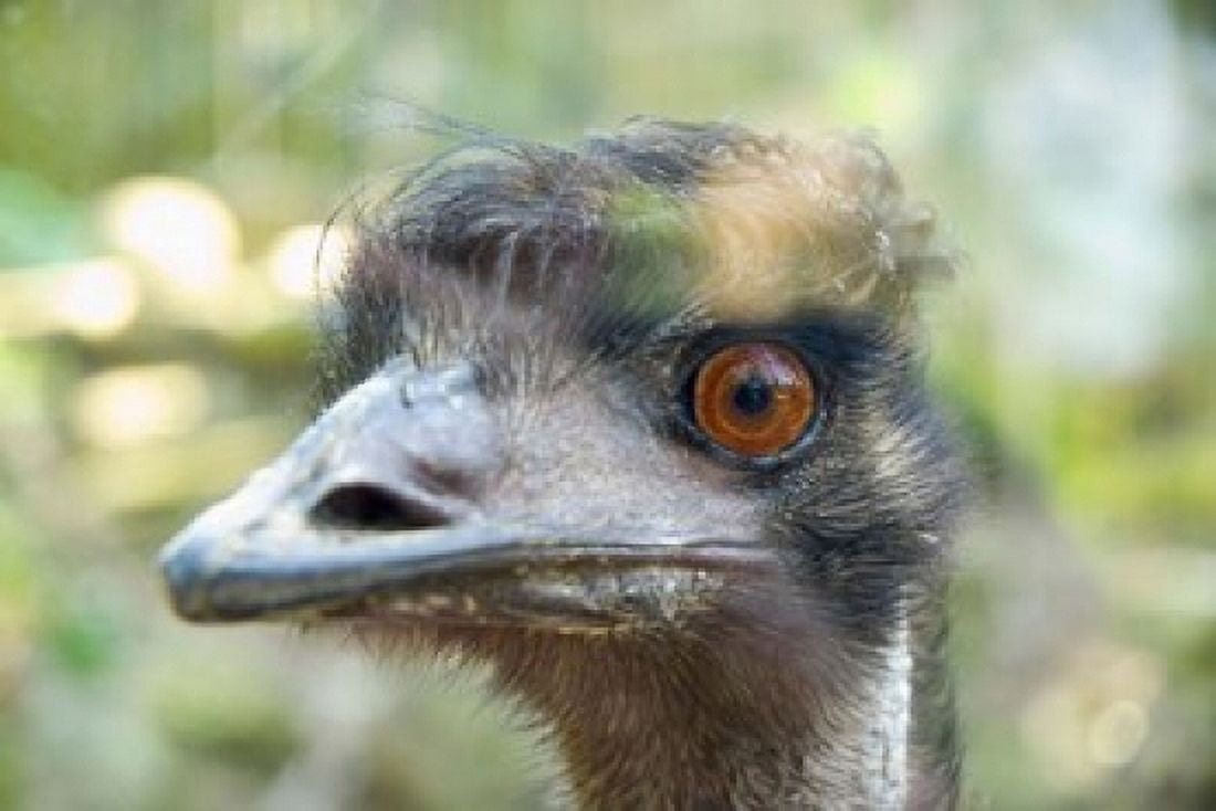 Emus face Taronga Zoo Sydney NSW Australia Canvas Art - Inger Hogstrom DanitaDelimont (26 x 18)