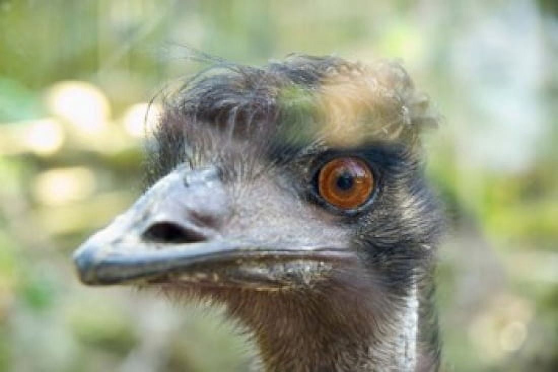 Emus face Taronga Zoo Sydney NSW Australia Canvas Art - Inger Hogstrom DanitaDelimont (36 x 24)