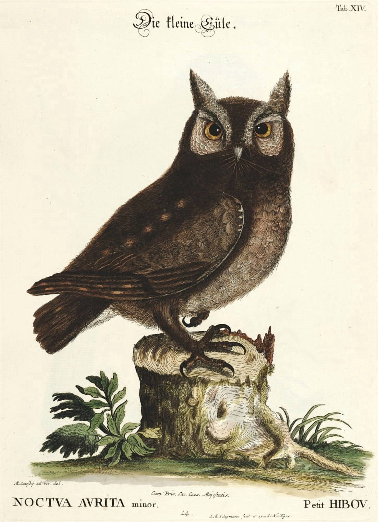 En Verzameling van Uitlandsche 1772 Little Owl Canvas Art - Mark Catesby (18 x 24)