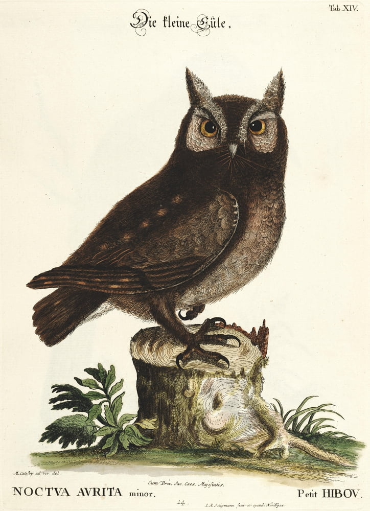 En Verzameling van Uitlandsche 1772 Little Owl Canvas Art - Mark Catesby (24 x 36)
