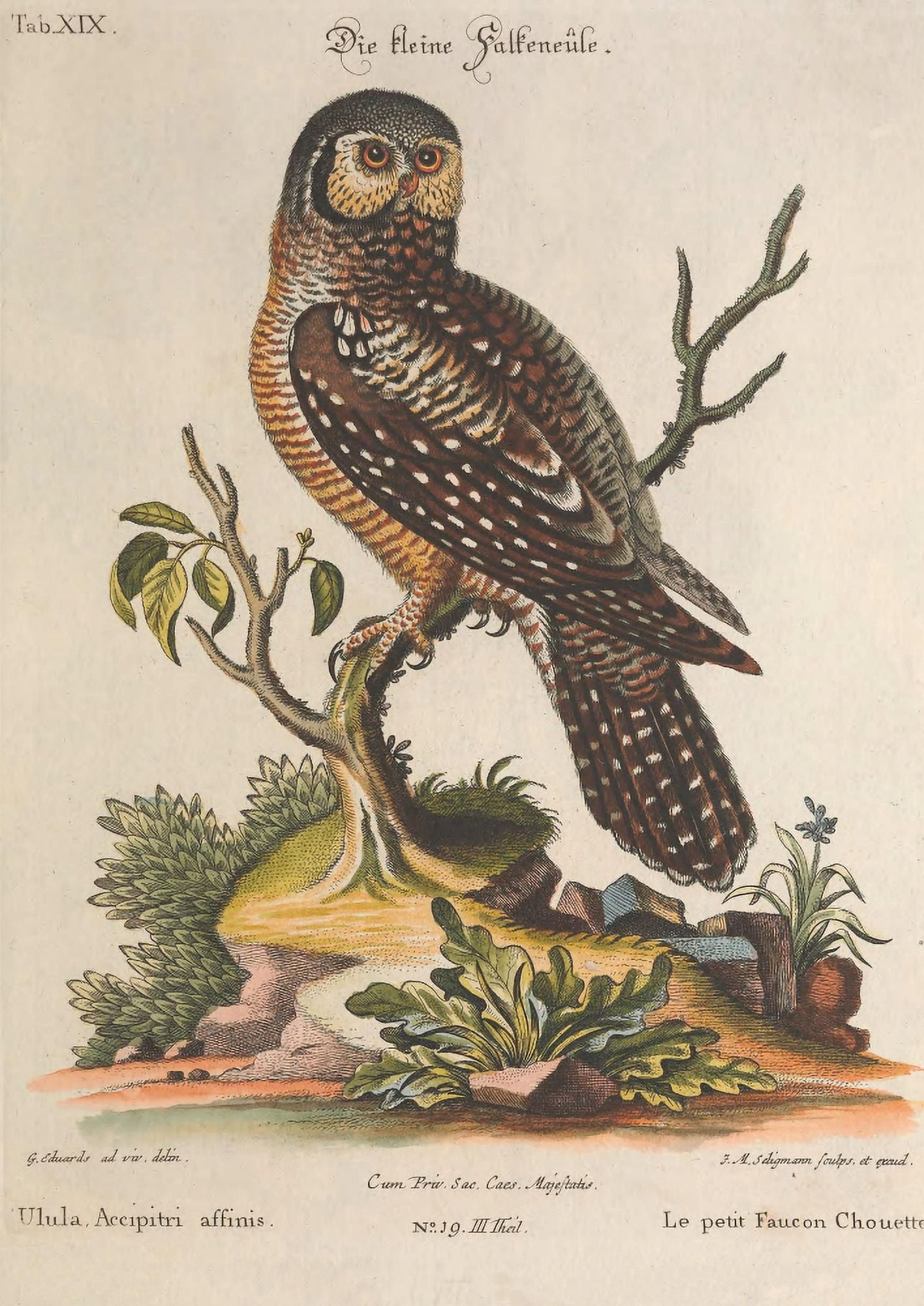 En Zeldzaame Vogelen 1772 American Hawk Owl Canvas Art - Mark Catesby (24 x 36)