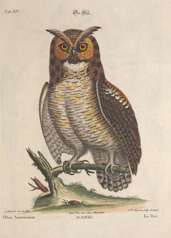 En Zeldzaame Vogelen 1772 American Owl Canvas Art - Mark Catesby (18 x 24)