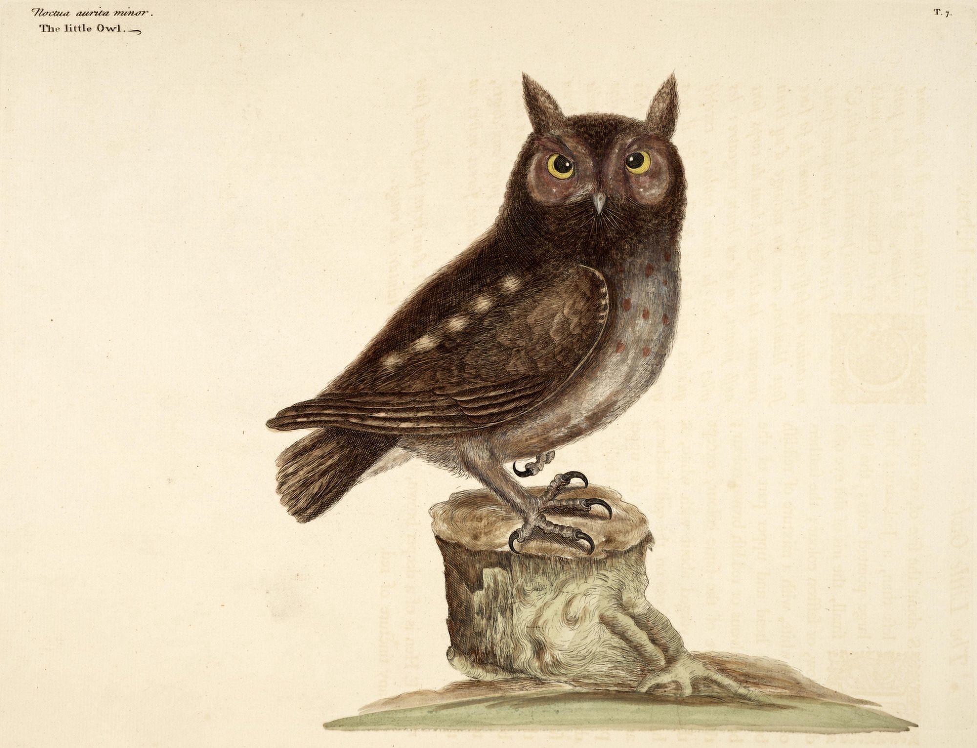 En Zeldzaame Vogelen 1772 Little Owl Canvas Art - Mark Catesby (24 x 36)