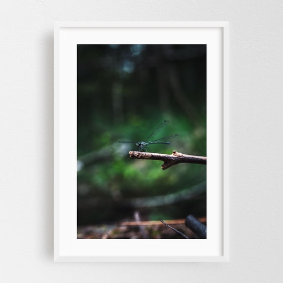 Enchanted Dragon - Photography Dragonfly Insect Nature Wildlife Woodland Forest Moody White Framed Wall Art Print 24 x 36 inches