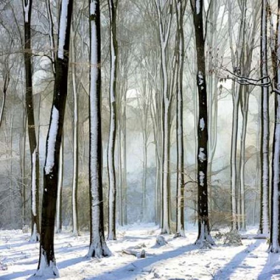 Enchanted Forest Canvas Art - Lars Van de Goor (24 x 24)