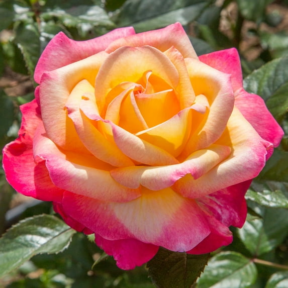 Enchanted Peace™ Hybrid Tea Rose Bush - Bare Root - Rock Star Roses