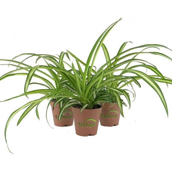 Enchanting Spider Plant - 3 Live Starter Plants in 2 Inch Pots - Chlorophytum Comosum - Nature's Green Symphony for Your Home