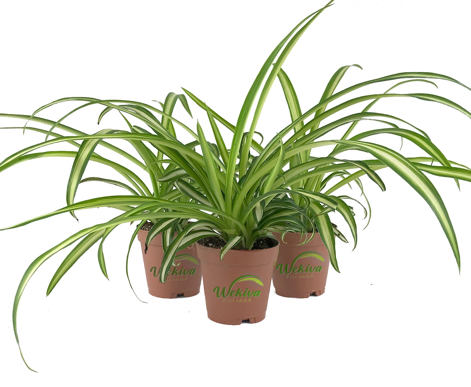 Enchanting Spider Plant 3 Live Starter Plants in 2 Inch Pots