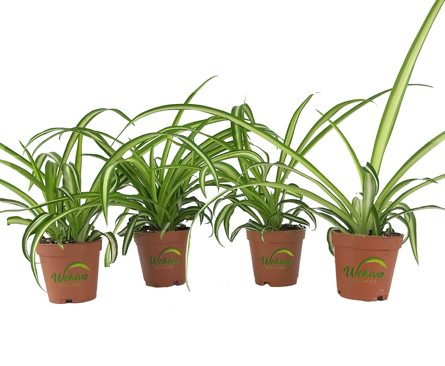 Enchanting Spider Plant 4 Live Starter Plants in 2 Inch Pots