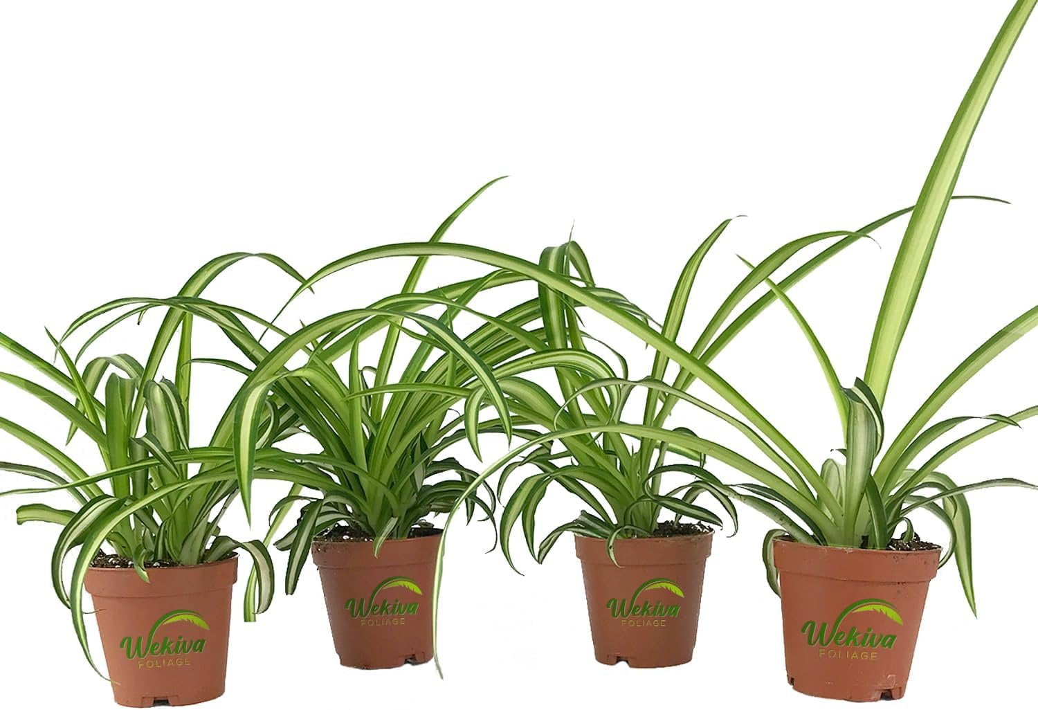 Beautiful Indoor Baby Spider Plant Chlorophytum comosum (Green) x 1  Spiderette