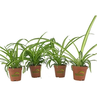 Perfect Plants 8 in. Spider Plant in Hanging Basket THD00597 - The Home  Depot