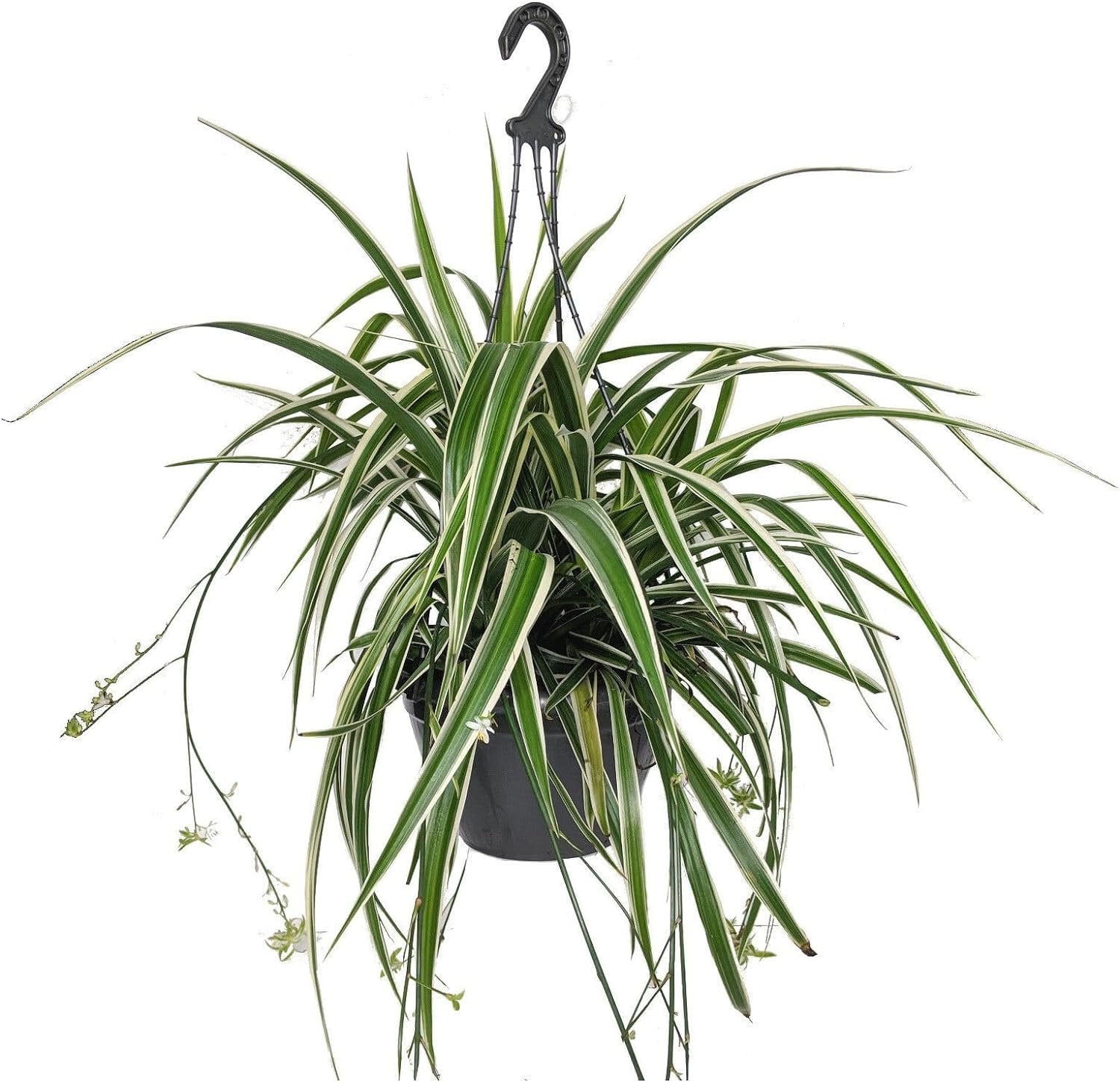 Enchanting Spider Plant Hanging Basket Live Plants in a 4 Inch