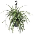 thumbnail image 1 of Enchanting Spider Plant Hanging Basket - Live Plants in a 4 Inch Hanging Basket - Chlorophytum Comosum - Nature's Green Symphony for Your Home, 1 of 5