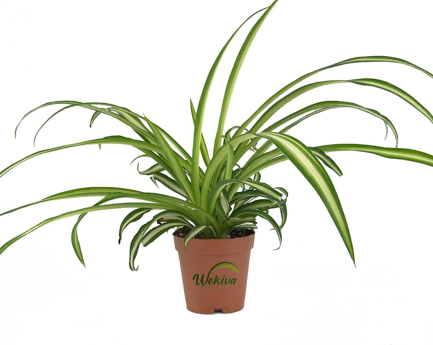 Beautiful Indoor Baby Spider Plant Chlorophytum comosum (Green) x 1  Spiderette