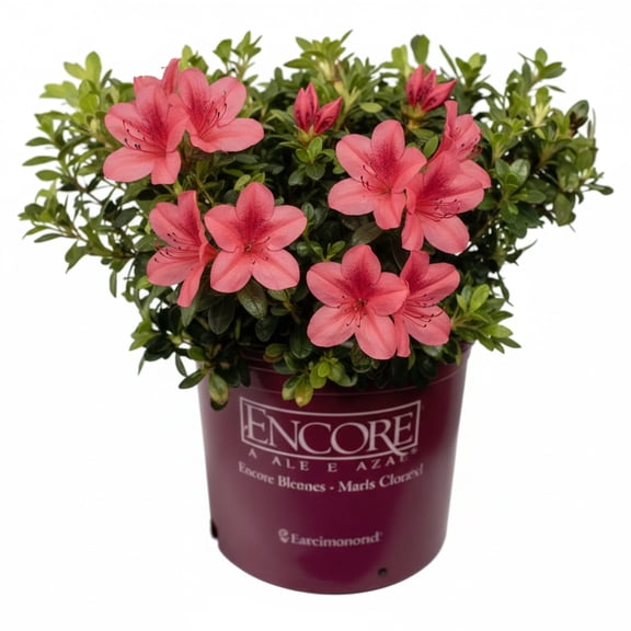 Encore 1-1.5 ft Encore Azalea -Autumn Ruby Live Shrub in 3- Gallon Grower Pot