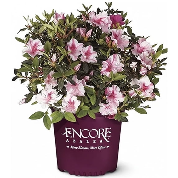 Encore 1-1.5 ft Encore Azalea - Autumn Twist Live Shrub in 3- Gallon Grower Pot