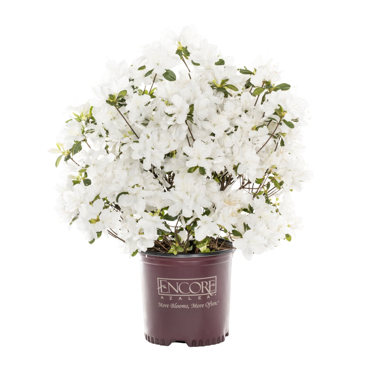 Encore 1gal Azalea Live Shrub Plant Partial Shade