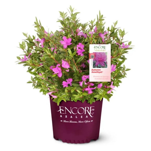 Encore Autumn Amethyst Azalea - Rhododendron Conlee