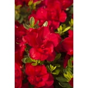 Encore  Autumn Bonfire  Reblooming Azalea