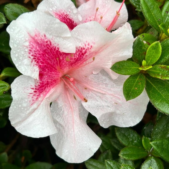 Encore Autumn Chiffon Azalea - 3 Gallon Pot, Live Dwarf Shrubs, Part Sun, Outdoor