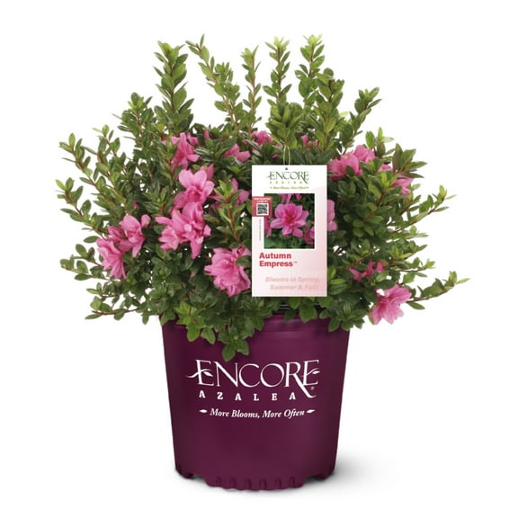 Encore Autumn Empress Azalea - Rhododendron Conles