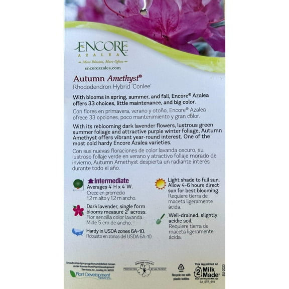 Azalea Encore Autumn Fire - 3 gal, Live Dwarf Evergreen Shrub, Full Sun