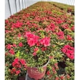 thumbnail image 1 of Encore® Autumn Fire® Reblooming Azalea, 1 of 3