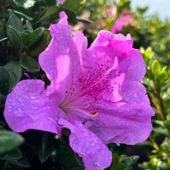 Encore Autumn Lilac Azalea - 3 Gallon Pot, Live Dwarf Evergreen Shrub, Full/Part Sun, Outdoor