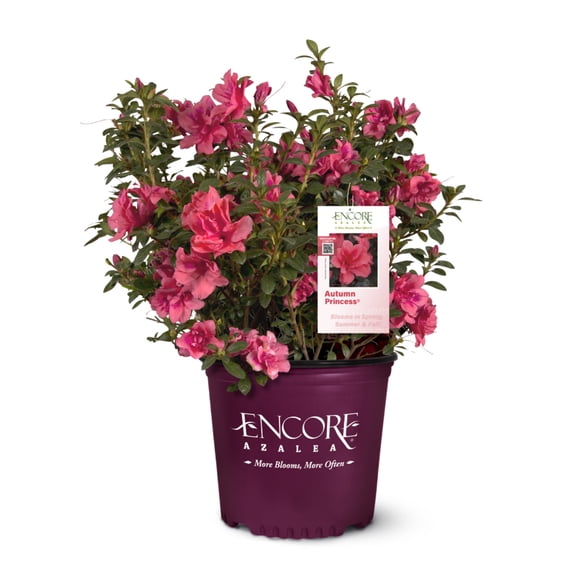 Azalea Encore Autumn Princess - 3 Gallon Pot, Live Shrub, Full/Part Sun, Outdoor