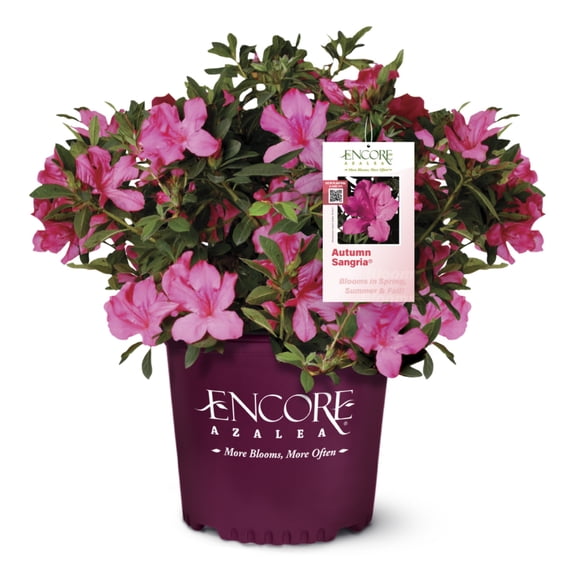 Azalea Autumn Sangria - 3 gal, Live Evergreen Shrub, Full/Part Sun, Outdoor, Encore
