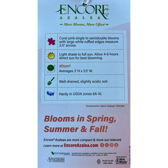 Encore Autumn Starburst Azalea - 3 Gallon Pot, Live Dwarf Evergreen Shrub, Part Sun, Outdoor