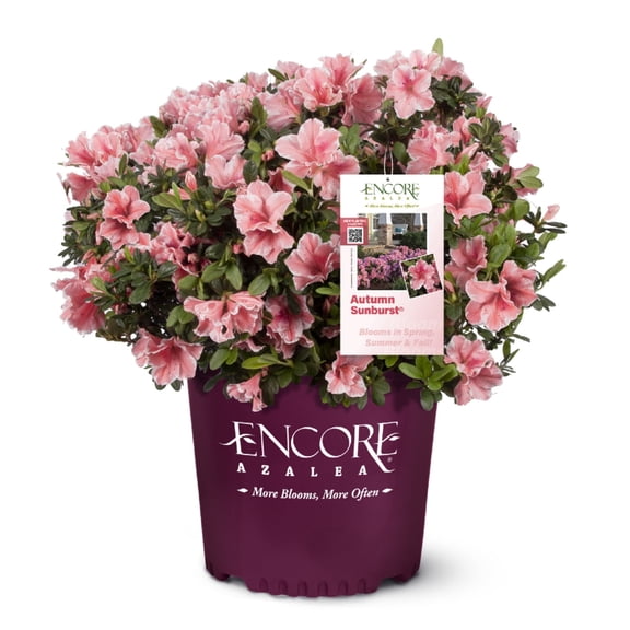 Encore Autumn Sunburst Azalea - Rhododendron 'Roblet'
